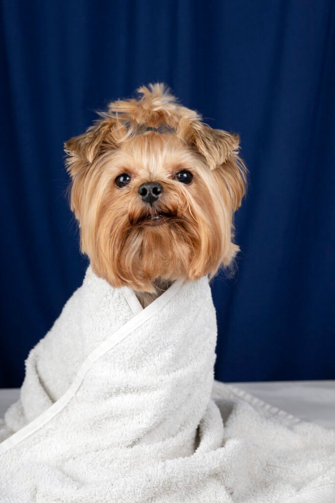 lovely-pet-portrait-isolated