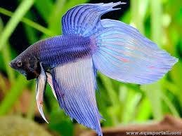 PEZ BETTA COMUN