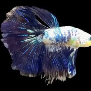 PEZ BETTA TRANSGENICO