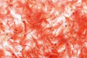 B. ARTEMIA