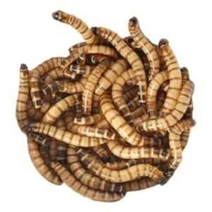 SOPHOBAS