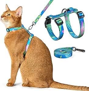CORREA ARNES GATO G1001235