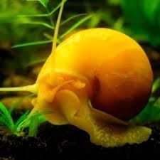 CARACOL MANZANO